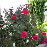 アパート Scandia