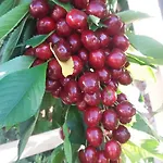 Scandia アパート ポトス