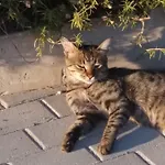 アパート Scandia ポトス