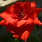 Scandia アパート ポトス