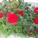 Scandia アパート ポトス