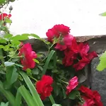 דירה Scandia
