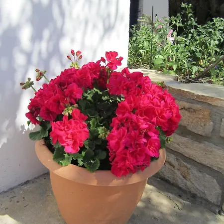 Apartament Scandia *