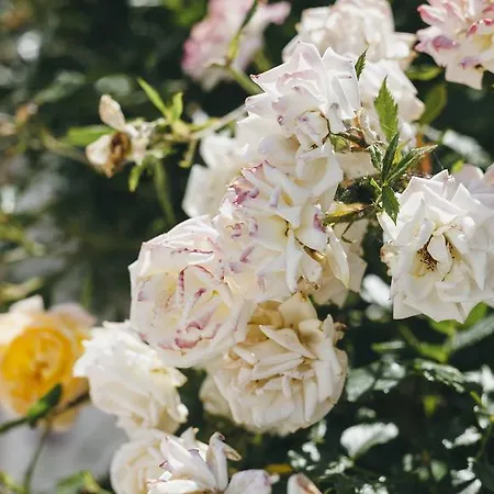 Scandia Apartament *