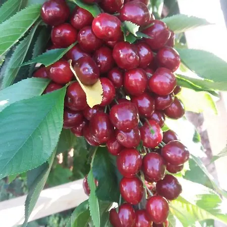 Scandia Apartament Potos