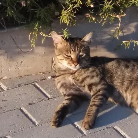 Apartament Scandia Potos