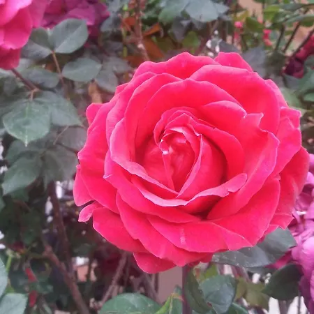 公寓 Scandia 波托什