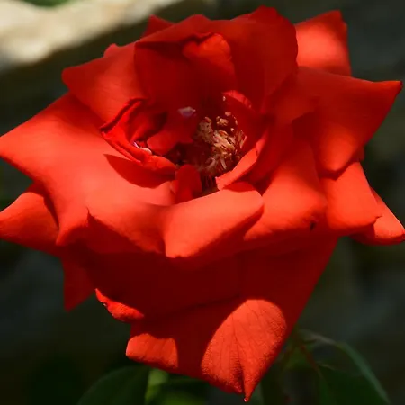 Scandia Apartament Potos