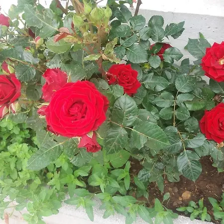 Scandia Apartament Potos