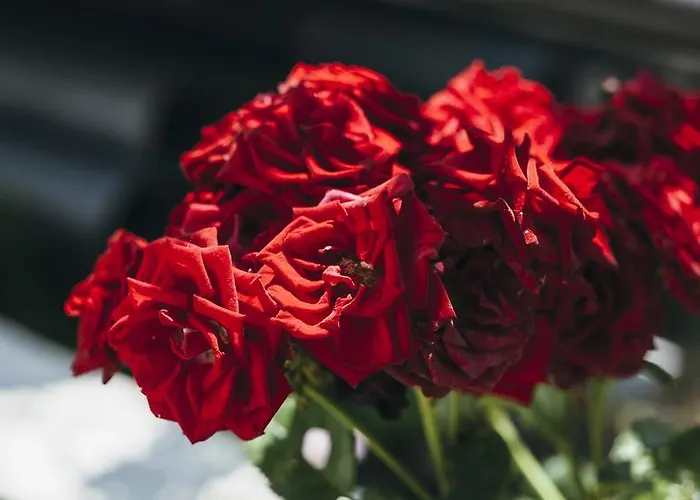 瑟康别墅 公寓 *