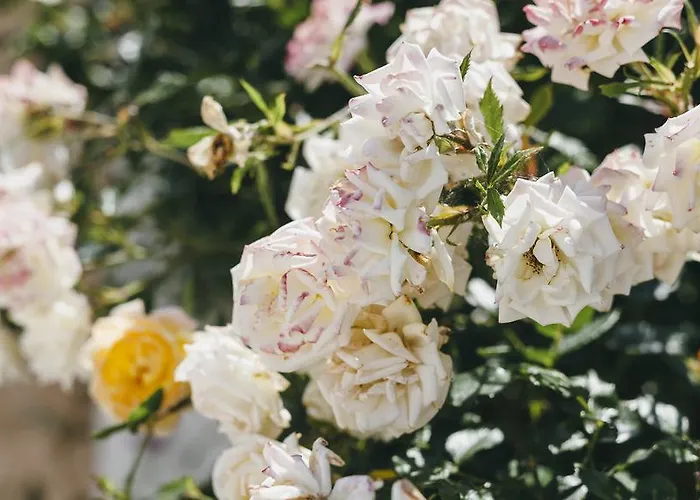 Scandia アパート *