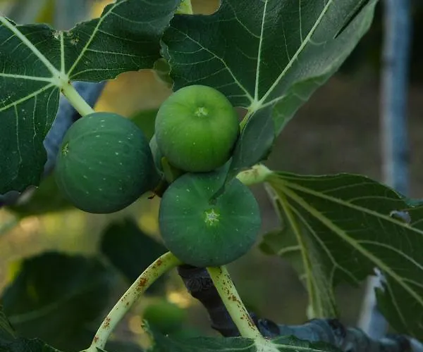 瑟康别墅 * 波托什