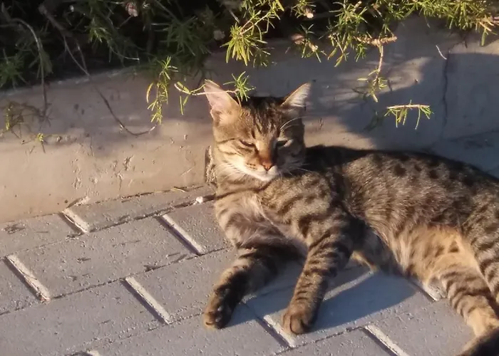 アパート Scandia ポトス