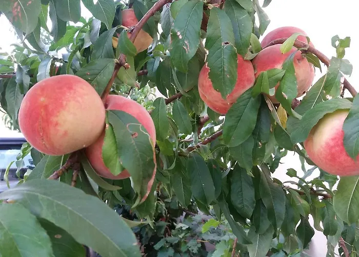 アパート Scandia