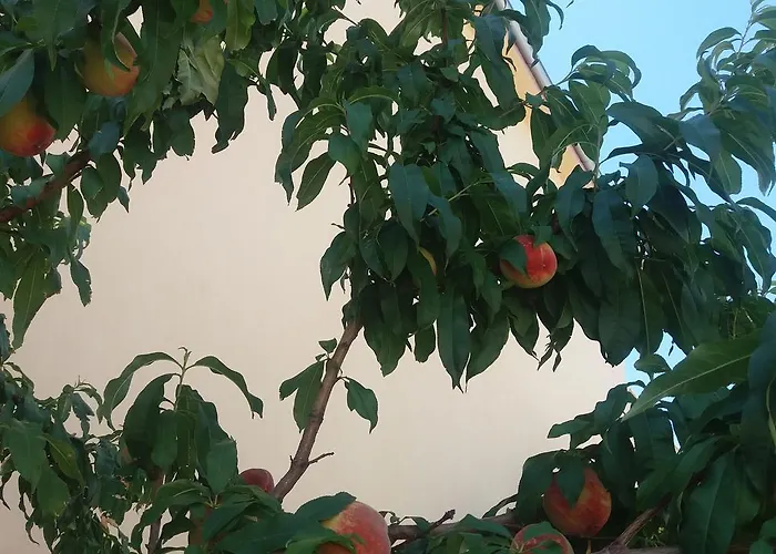 公寓 瑟康别墅 波托什