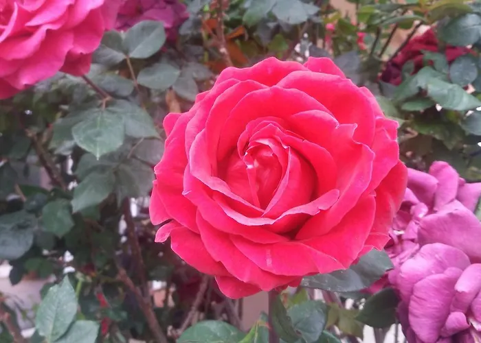 アパート Scandia ポトス