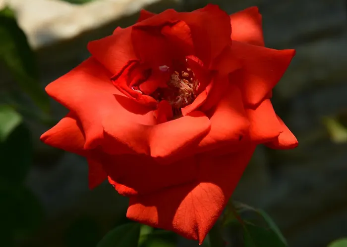 瑟康别墅 公寓 波托什