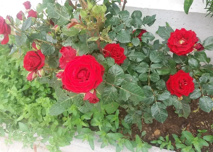 Scandia アパート ポトス